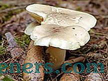 Mushroom ryadovka: značilnost užitnih in neužitnih vrst