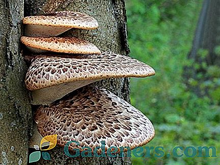 Gljive na stablu: svojstvo jestivih, otrovnih i ljekovitih vrsta