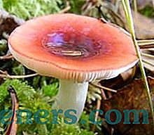 Печурке руссула: карактеристике врста и површина раста