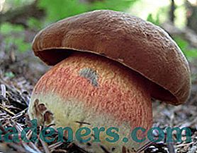 Dubové houby: popis druhů a sběrných míst