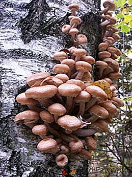 A diferença entre cogumelos comestíveis e falsos, como distinguir entre geadas falsas e comuns