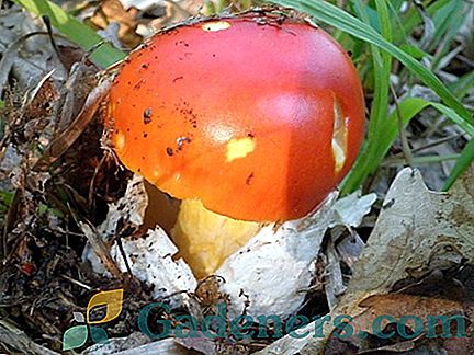 Царський (Мухомор) гриб: опис і особливості збору
