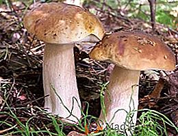 Tipi di funghi porcini