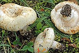 Užitečné a škodlivé vlastnosti houbových hub