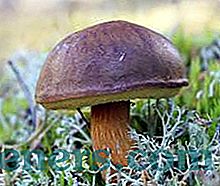 Bijela poljski gljiva: karakteristična, korisna svojstva i mogućnosti kuhanja