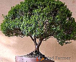 Myrtle ordinario - un arbusto de hoja perenne en el alféizar de la ventana