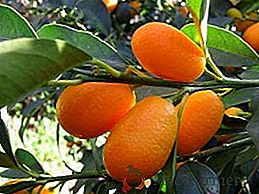 Sorte Kumquat in njihov opis