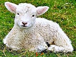 Правильний догляд за ягнятами після ягнения - здорова вівця в майбутньому