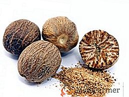 Ce qui est utile pour la noix de muscade, les avantages et les inconvénients de l'utilisation du fruit d'un arbre muscade