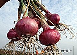 Jak uprawiać cebulę: porady dotyczące sadzenia i pielęgnacji