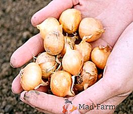 Cómo cultivar cebollas en los Urales