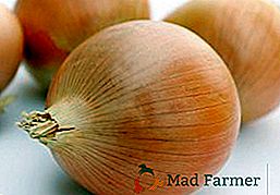 Cipolle "Sturon": peculiarità di coltivare una varietà