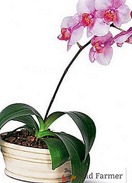 Kaj storiti, če listi phalaenopsis orhideja zbledijo, glavni vzroki za wilting
