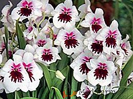 Miltonopsis: Ako sa starať o náladový orchidey doma