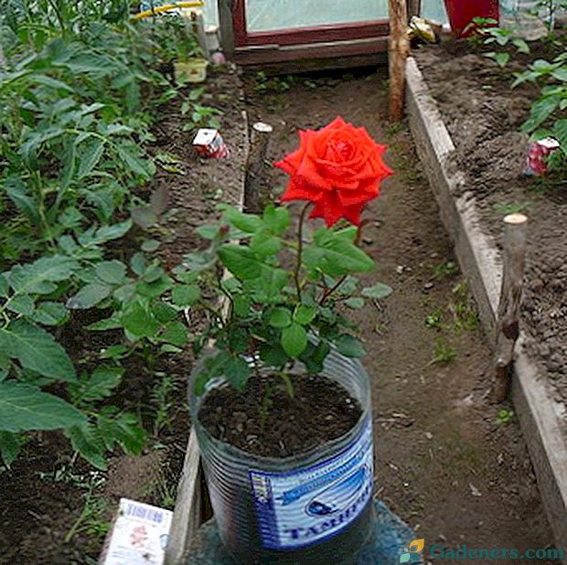Rožu kultivēšana lauksaimniecībā un viņu aprūpe
