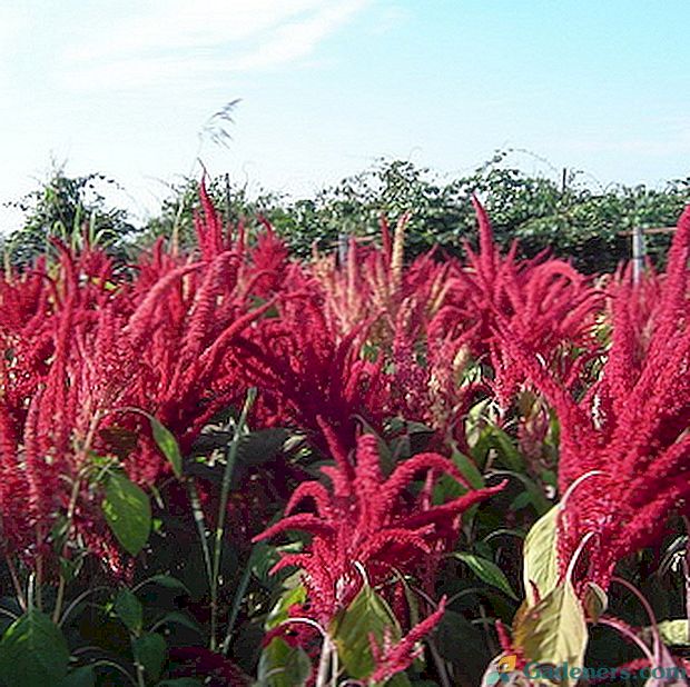 Amaranth: opis roślin i uprawy z nasion