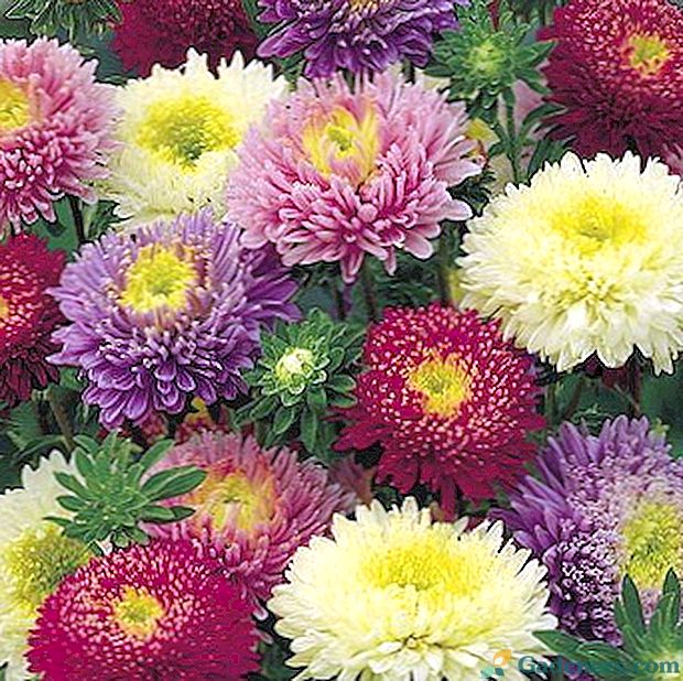 Astry: rodzaje i odmiany wieloletnich kwiatów