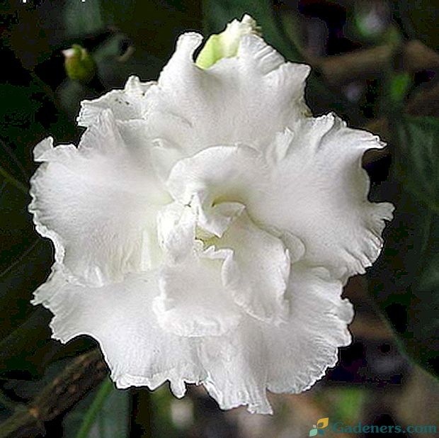 Baltie iekšējie ziedi un viņu fotogrāfijas