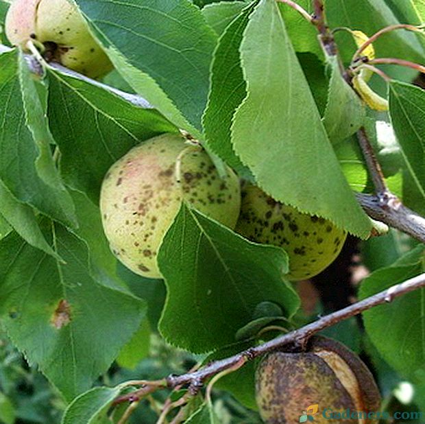 Choroby a škodcovia ovocných stromov: opis a metódy boja