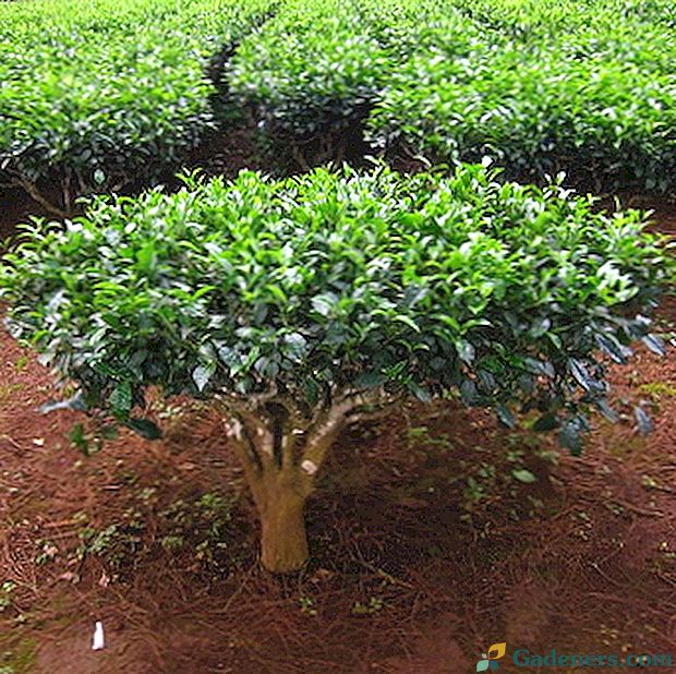 Чаено дърво: описание, култивиране и приложение