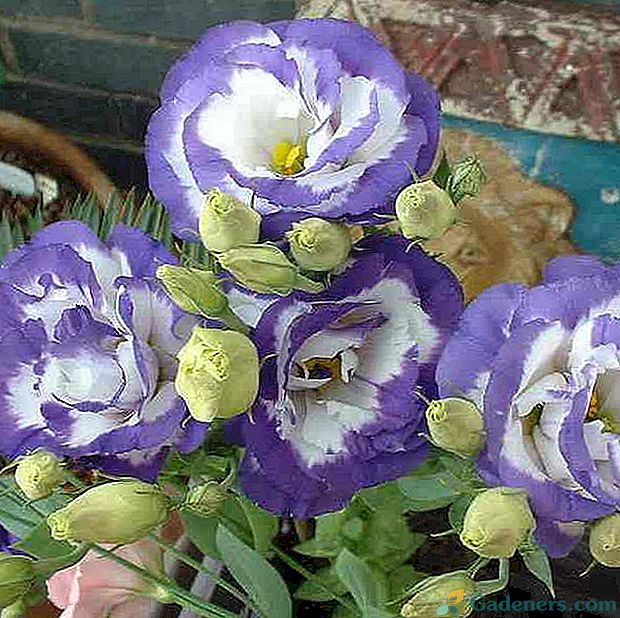 Kwiaty Eustroma