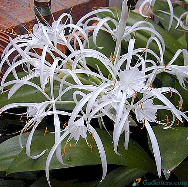 Kvety Hymenocallis