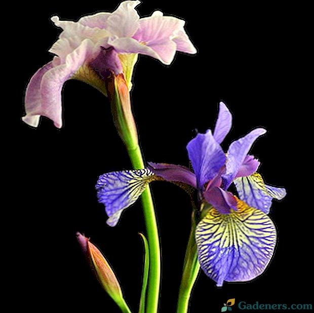 Цветни ириси: снимки на растения с описание на видовете и сортовете
