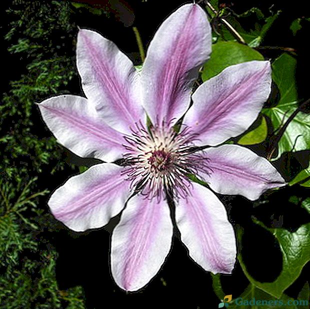 Kwiaty Clematis: ich odmiany i zdjęcia