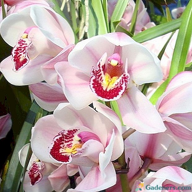 Orchid ziedi cymbidium mājās