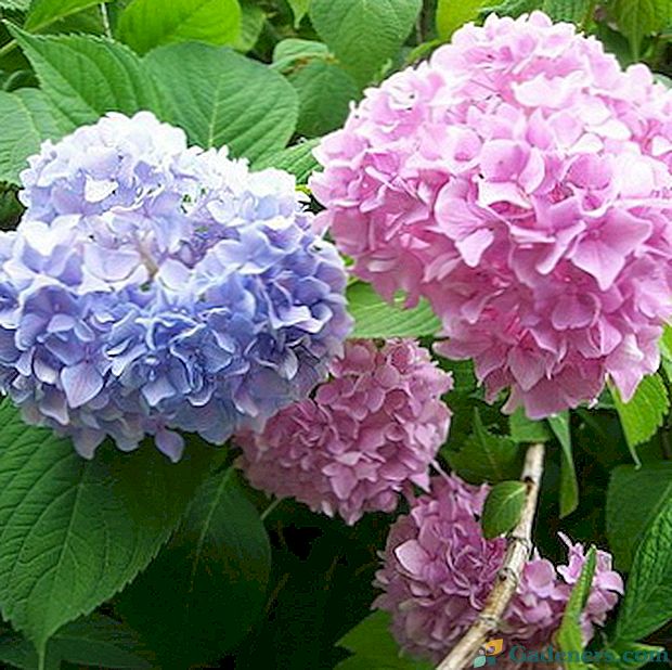 Gėlių hortenzijos sodas: nuotraukos ir įvairovės aprašymas
