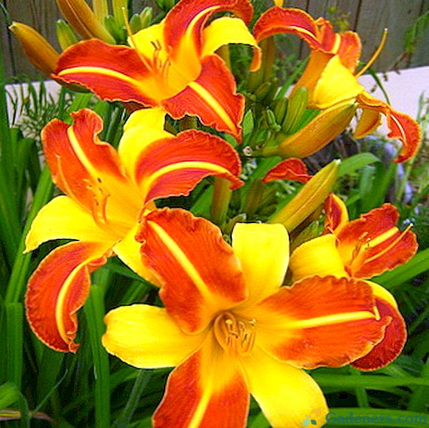 Daylily kvetina: popis, výsadba a starostlivosť