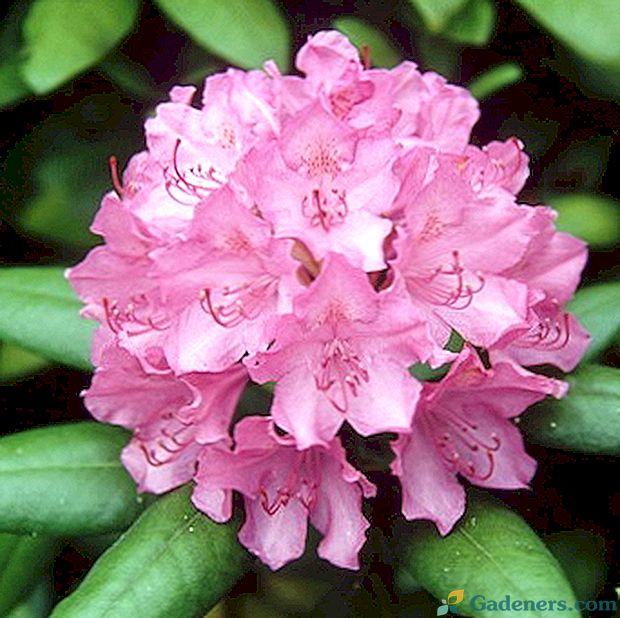 Rhododendron květina