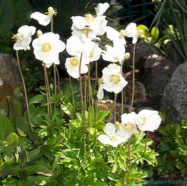 Anemonska roža: opis vrste, sajenje in oskrba