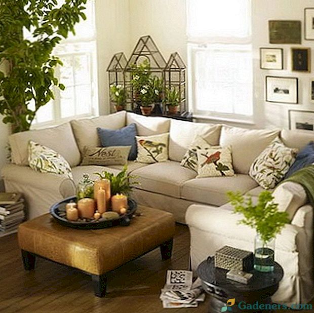 Дизайн кімнатних рослин в інтер'єрі квартири (з фото)