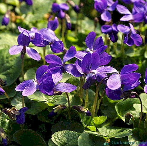 Violet градина многогодишни: снимки, описание, засаждане и грижи