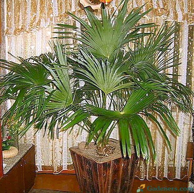 Datos palmių kaip kambarinių augalų