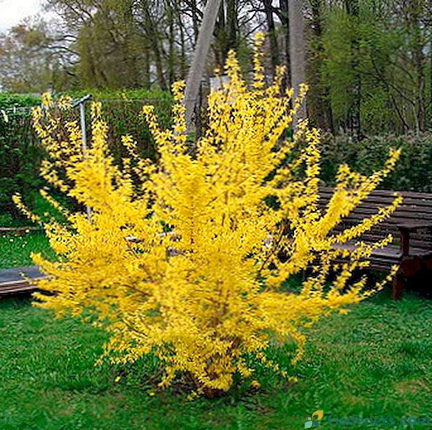 Forsythia: opis, fit in nego