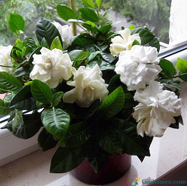 Gardenia (gardenia): jak rosnąć w domu