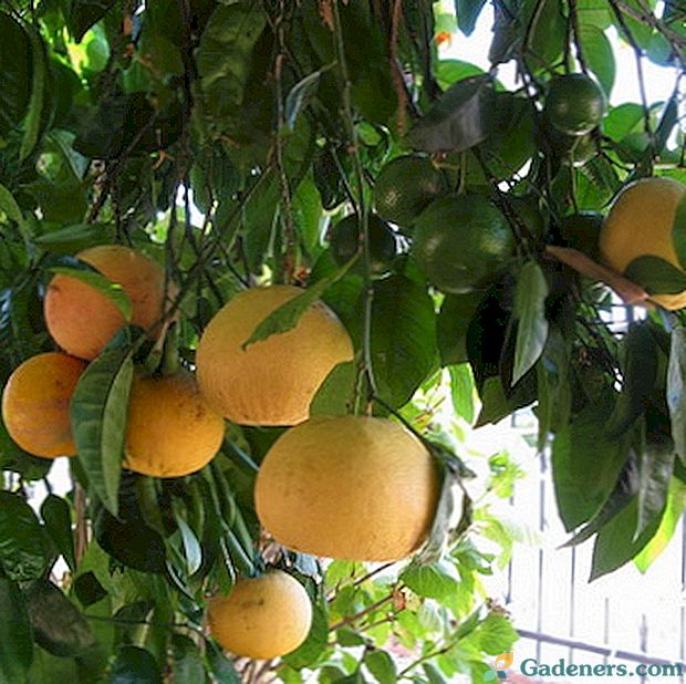 Grapefruit: jak to vypadá a jak roste doma