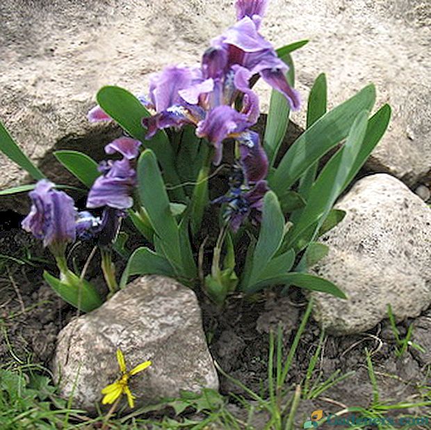 Irises v urejevalnem vrtu