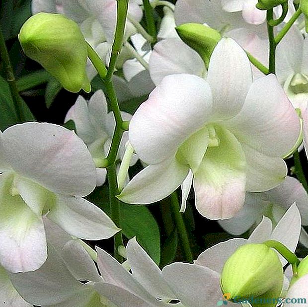 Kaip padaryti Phalaenopsis orchidėjų žydėjimą?