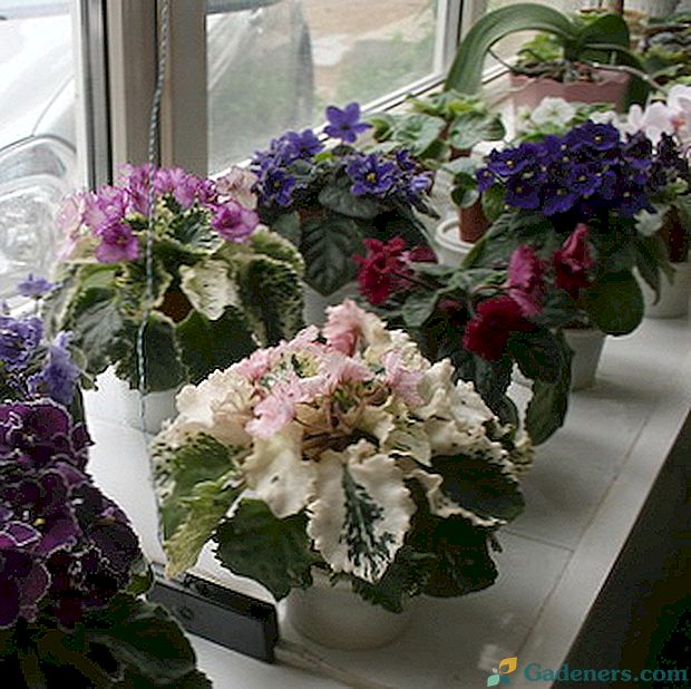 Који цвјетови биљка на прозору?