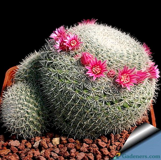 Mammilyaria kaktusas
