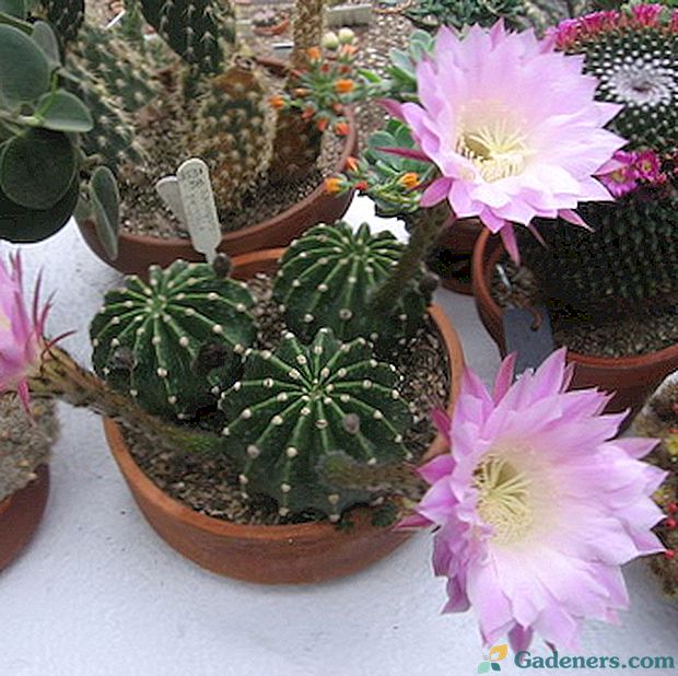Echinopsis kaktusai: rūšių aprašymas ir priežiūra namuose