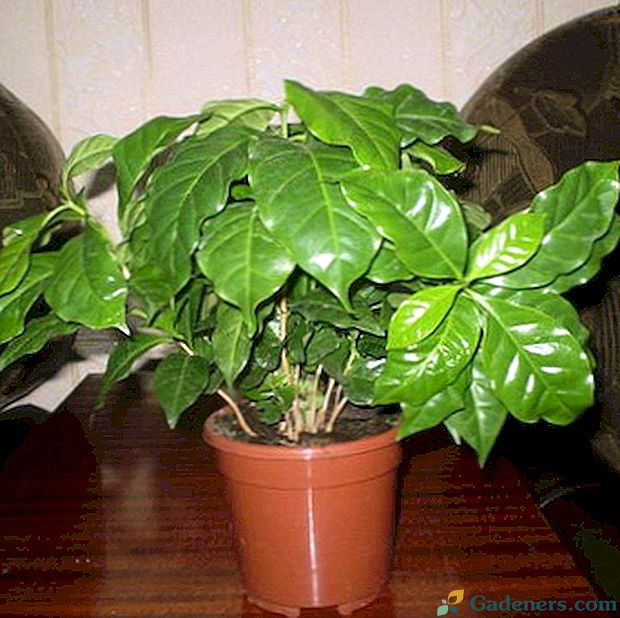 Kávový strom: starostlivosť a kultivácia vnútorného kvetu doma