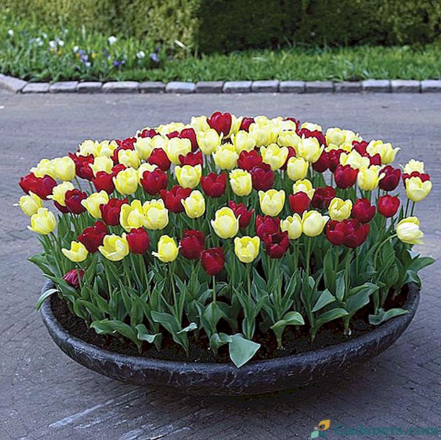 Коли садити тюльпани?