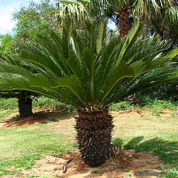 Vidinis palmių tuskas (cikadas)