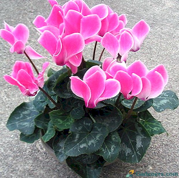 Lončeni rožnati cvetovi (s fotografijo)