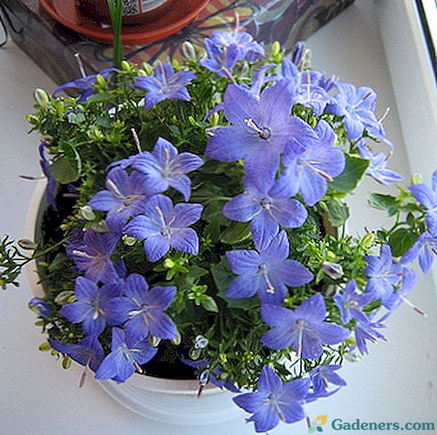 Vnútorné kvety s modrými kvetmi