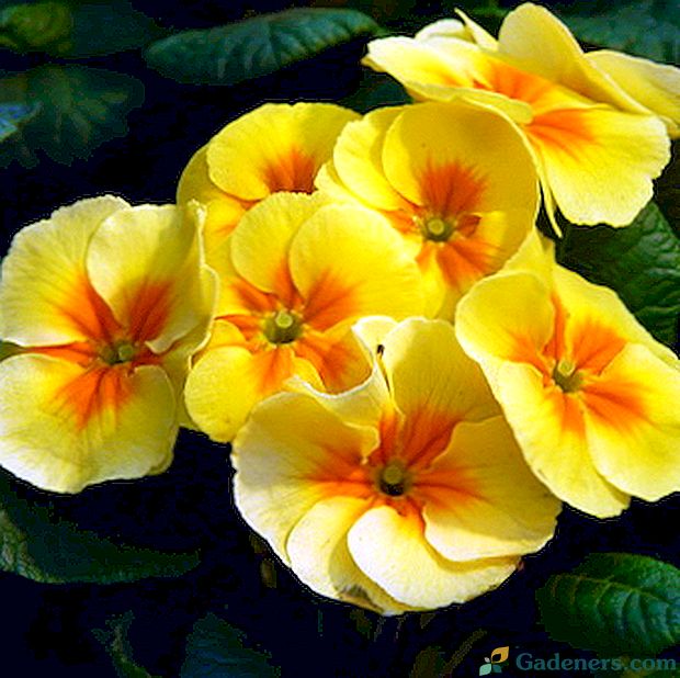 Pokrita rumena cvetja in rastline (s fotografijo)